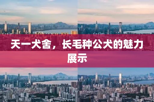 天一犬舍，長(cháng)毛種公犬的魅力展示