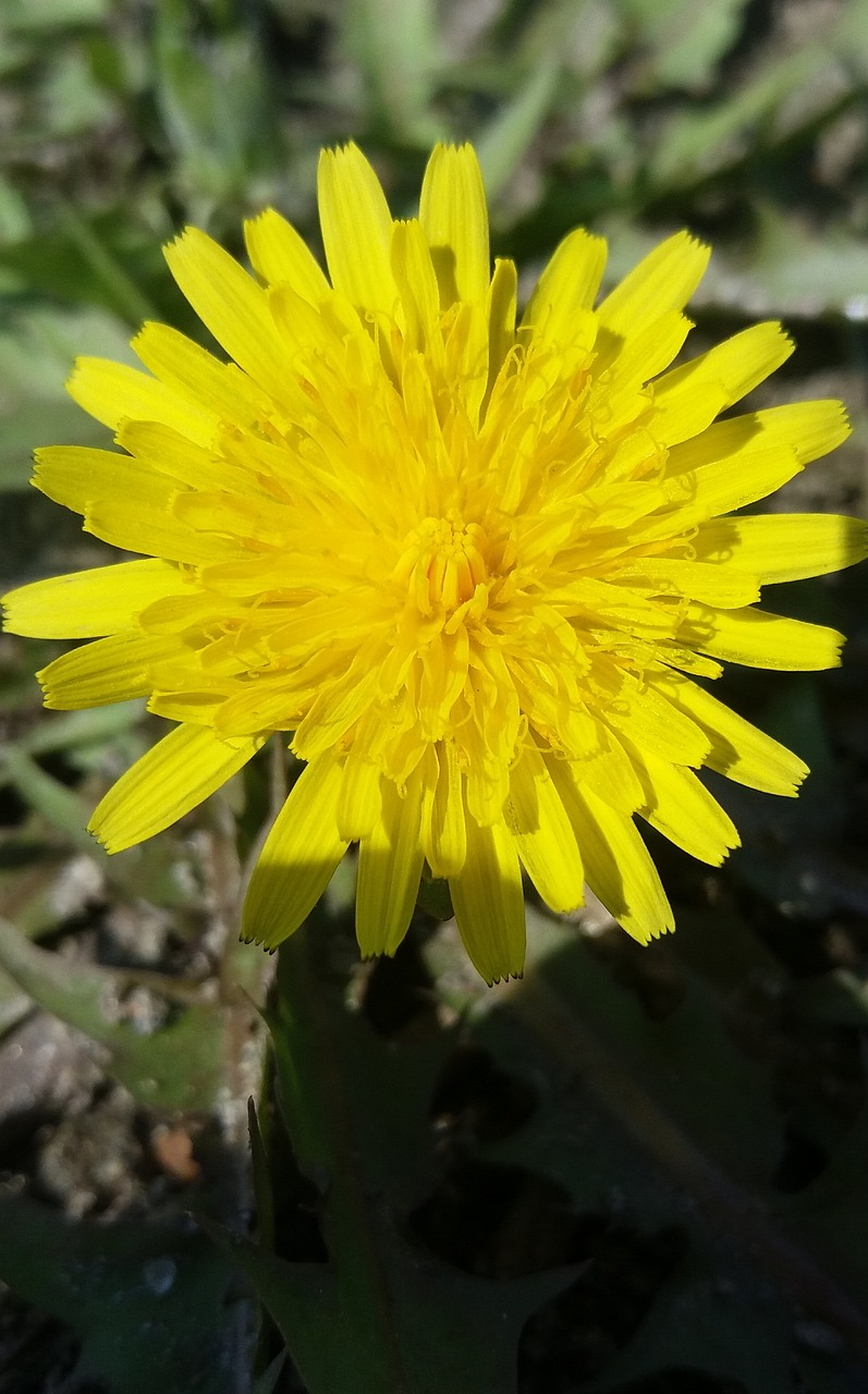 黔西花開(kāi)城最新動(dòng)態(tài)，新篇章綻放之花