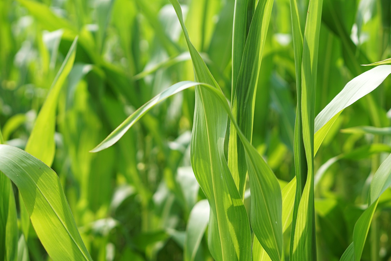 金鄉蒜苔最新價(jià)格行情及分析