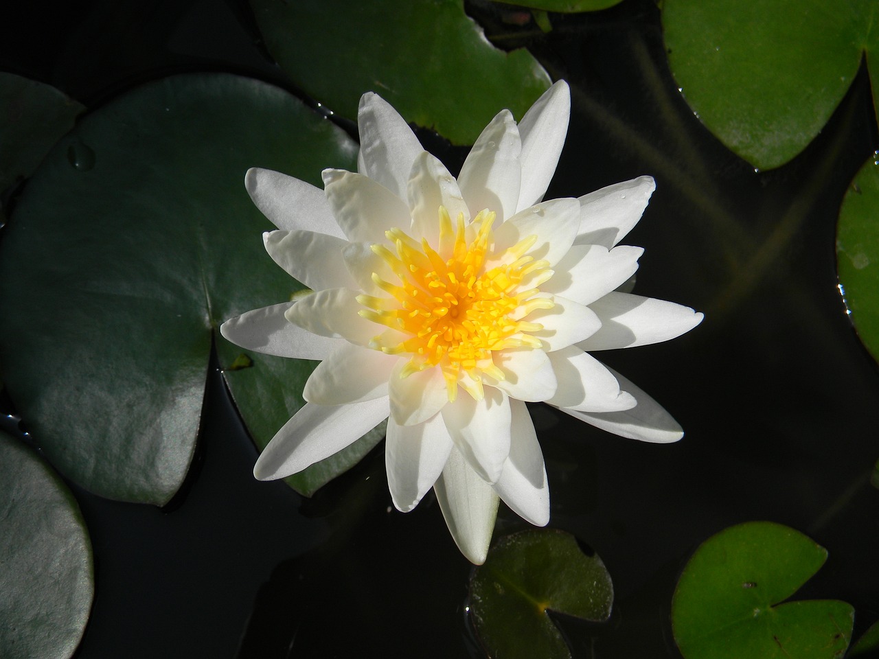 新希望最新動(dòng)態(tài)，展望未來(lái)繁榮與機遇