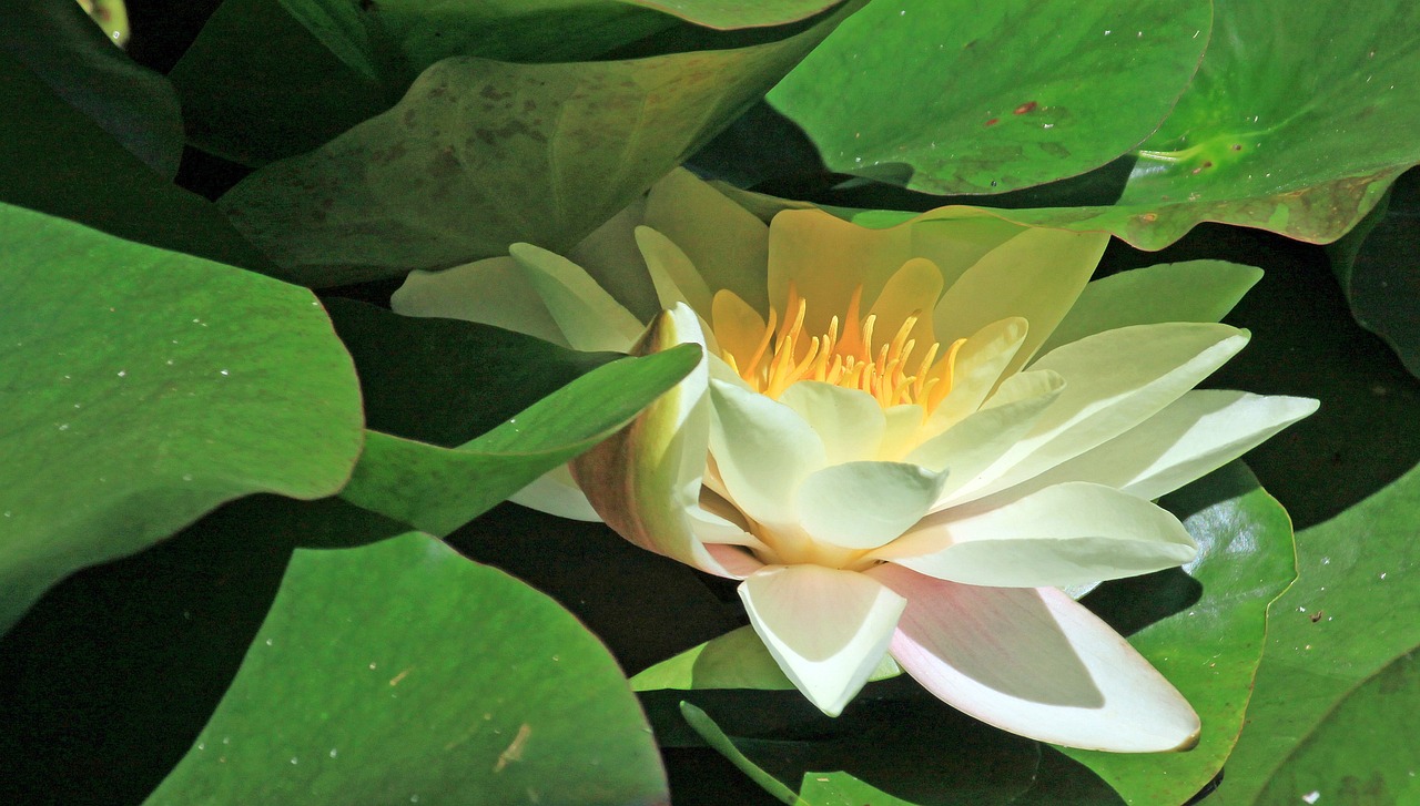 江門(mén)瓏湖灣未來(lái)繁華啟幕，最新動(dòng)態(tài)揭示未來(lái)發(fā)展新篇章