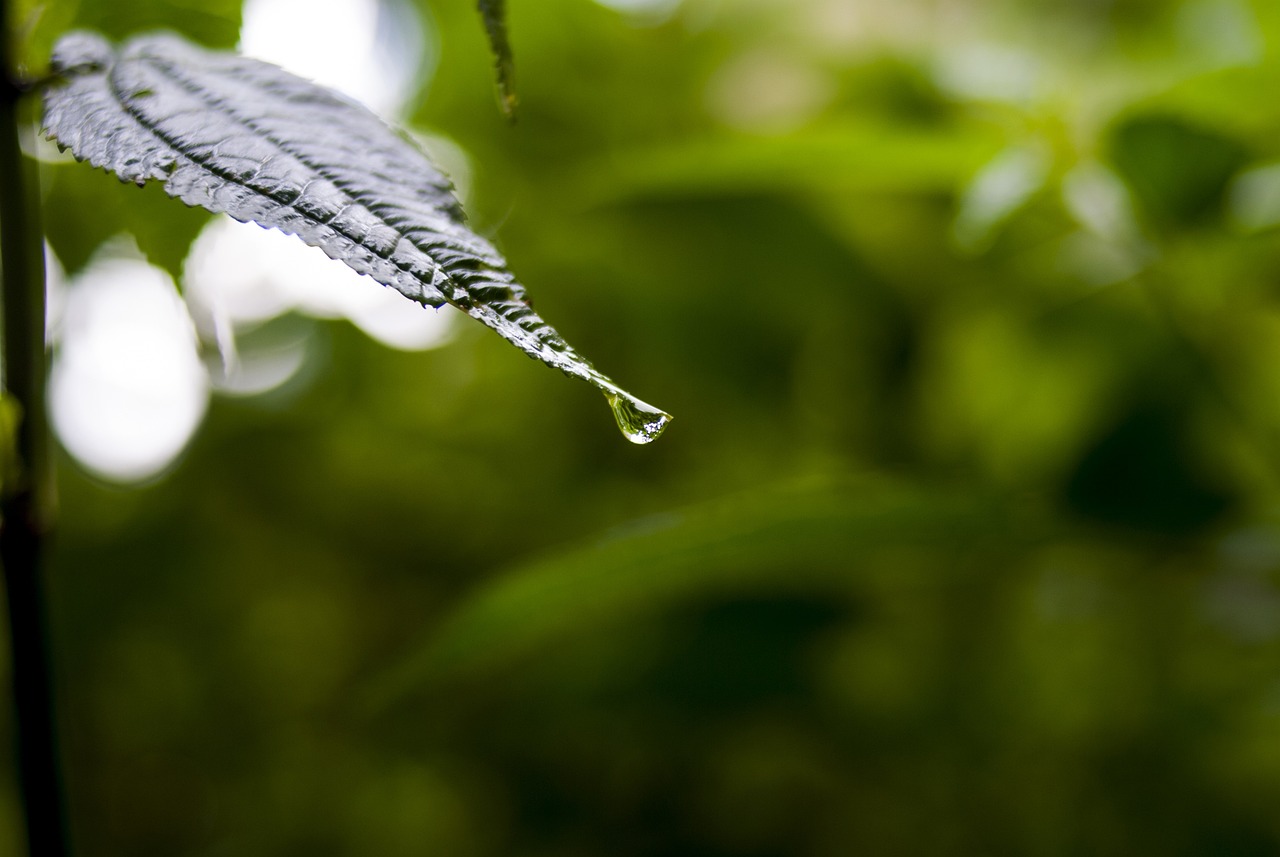 依生生物最新股票動(dòng)態(tài)全面解析，最新消息與全面解讀