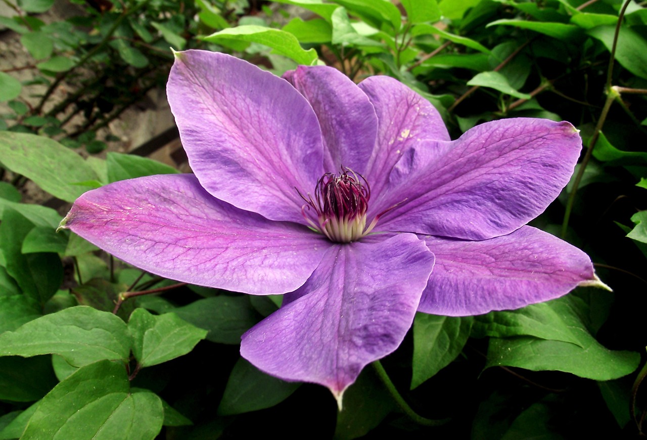 保定朝陽(yáng)花園最新動(dòng)態(tài)揭秘，未來(lái)美好藍圖展望