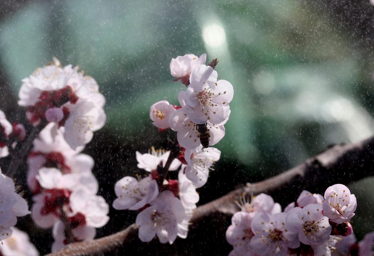 花雨春錄最新章節，綻放與期待