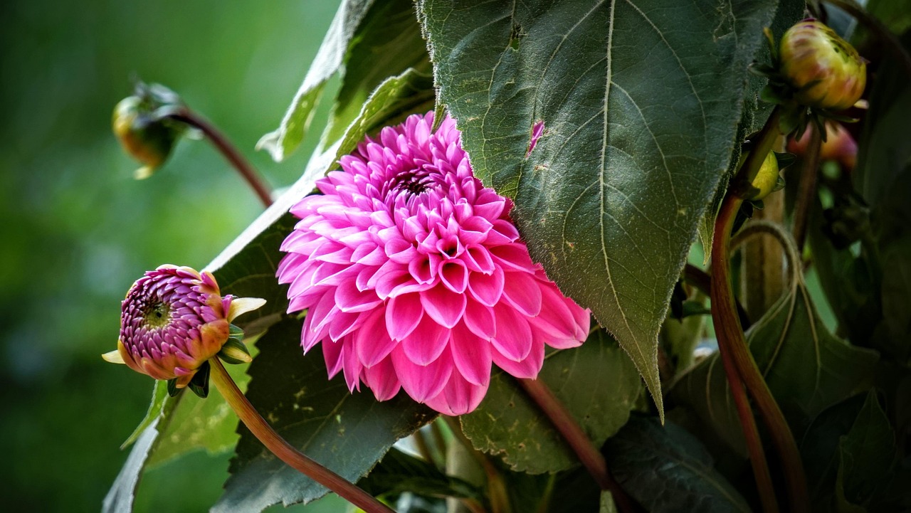 寧鄉黎愛(ài)蓮的最新動(dòng)態(tài)，蓮花依舊引領(lǐng)人心