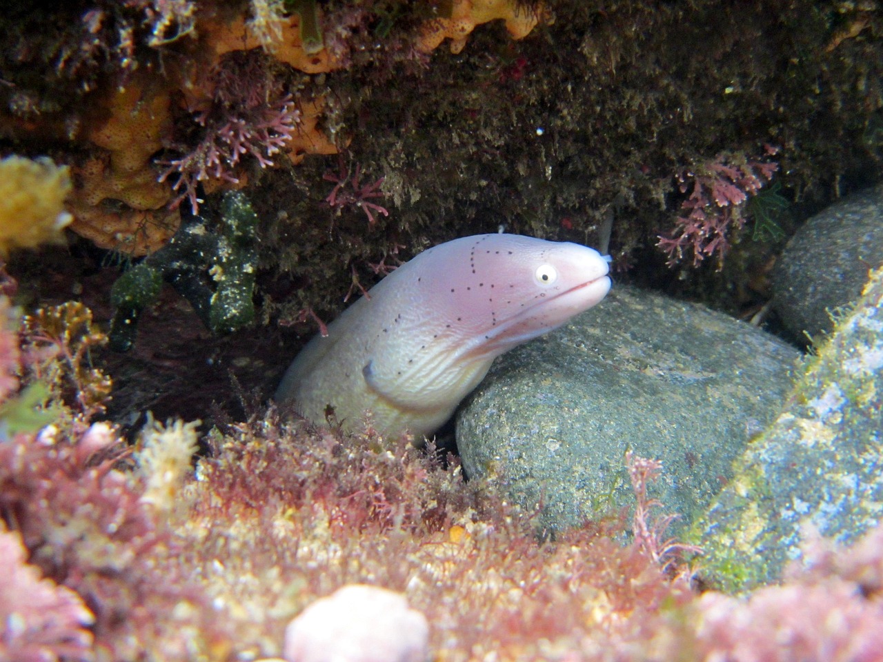 探索海洋霸權，最新360海島奇兵下載指南