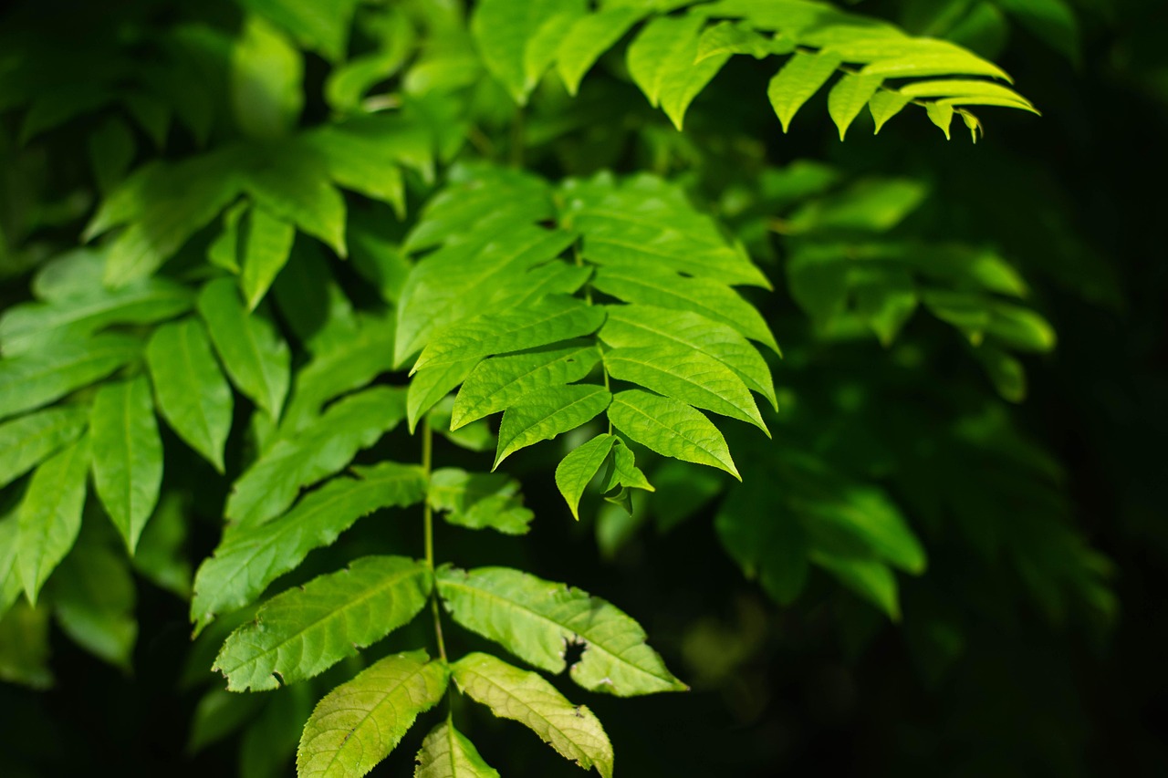 北海水印泉山最新動(dòng)態(tài)，城市發(fā)展與綠色生態(tài)的和諧共鳴
