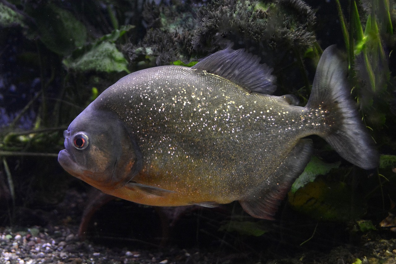 魚(yú)魚(yú)農牧場(chǎng)助手最新版，智能化農業(yè)管理的得力助手揭秘