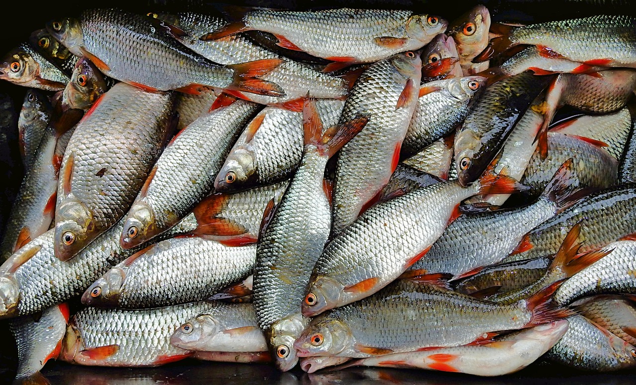 浦魚(yú)達人最新版本下載，全新功能與特色體驗