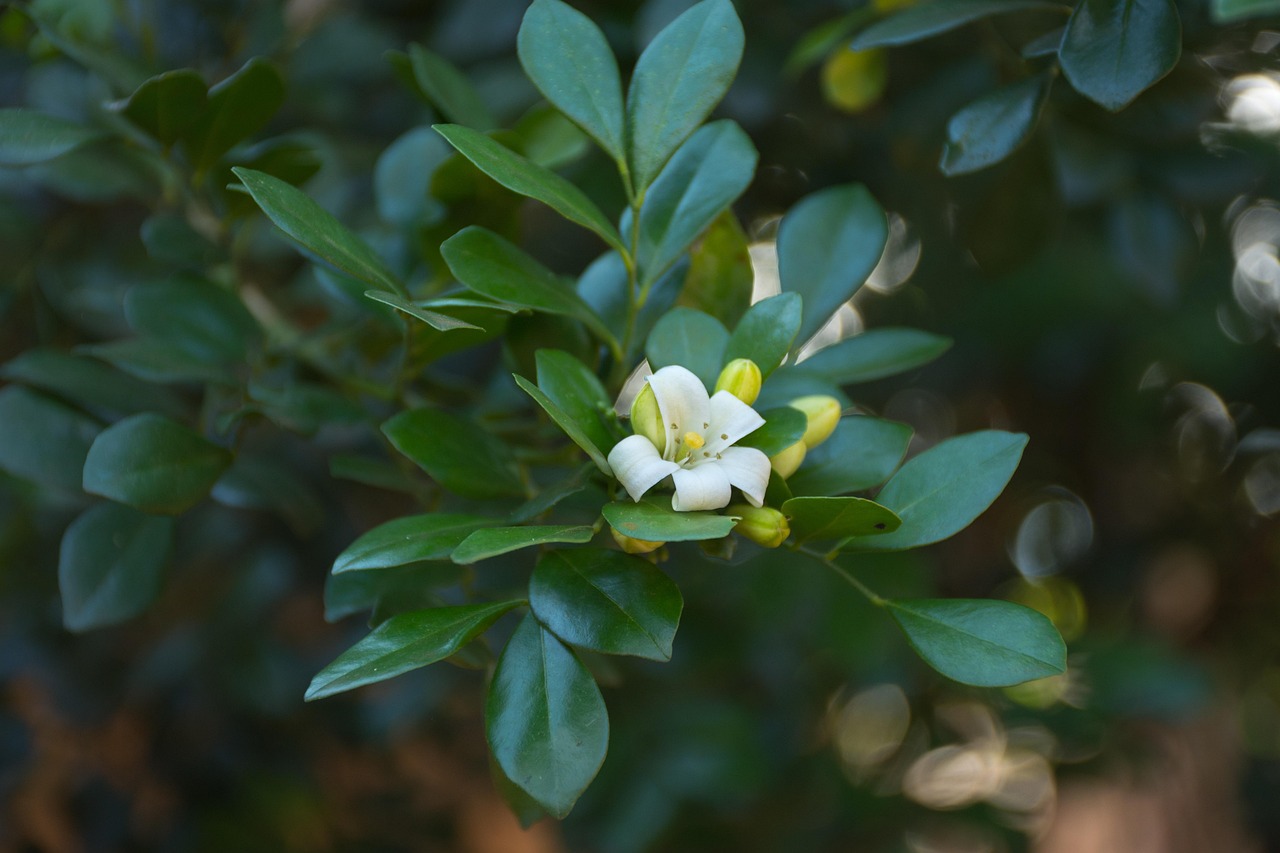 中醫藥法最新動(dòng)態(tài)，邁向現代化與規范化的新征程